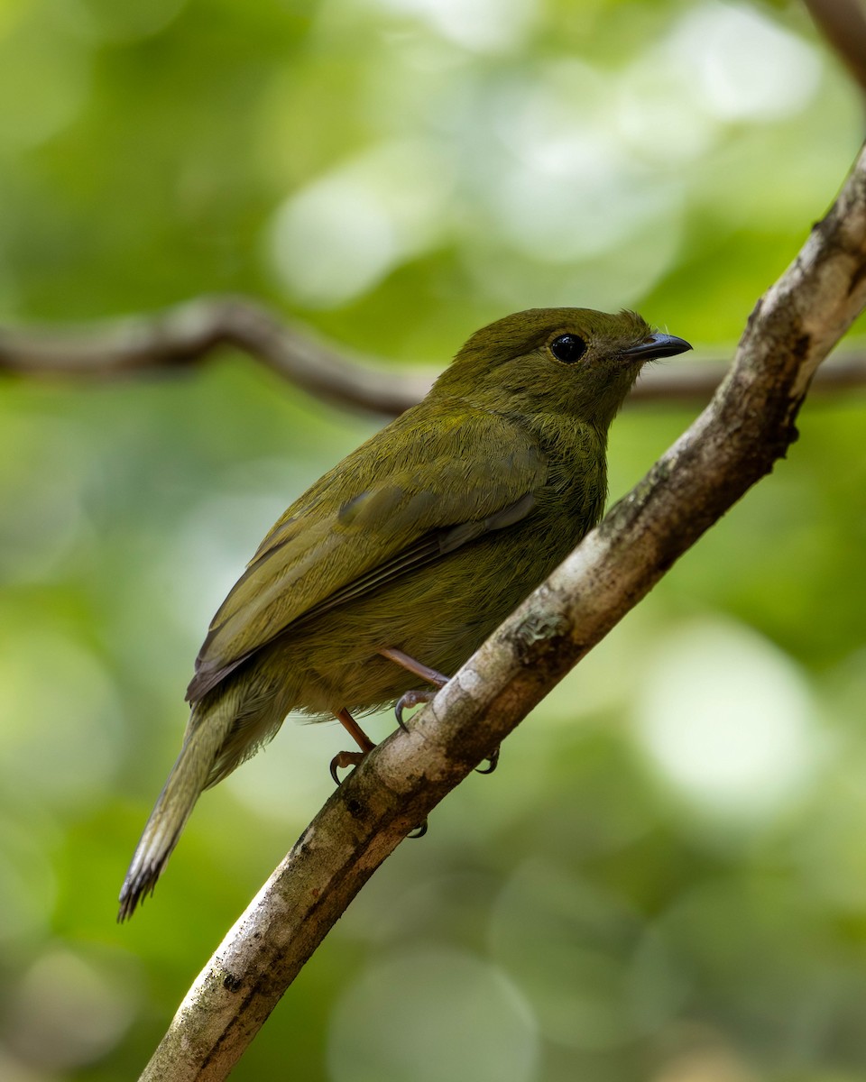 Helmeted Manakin - Katia Oliveira