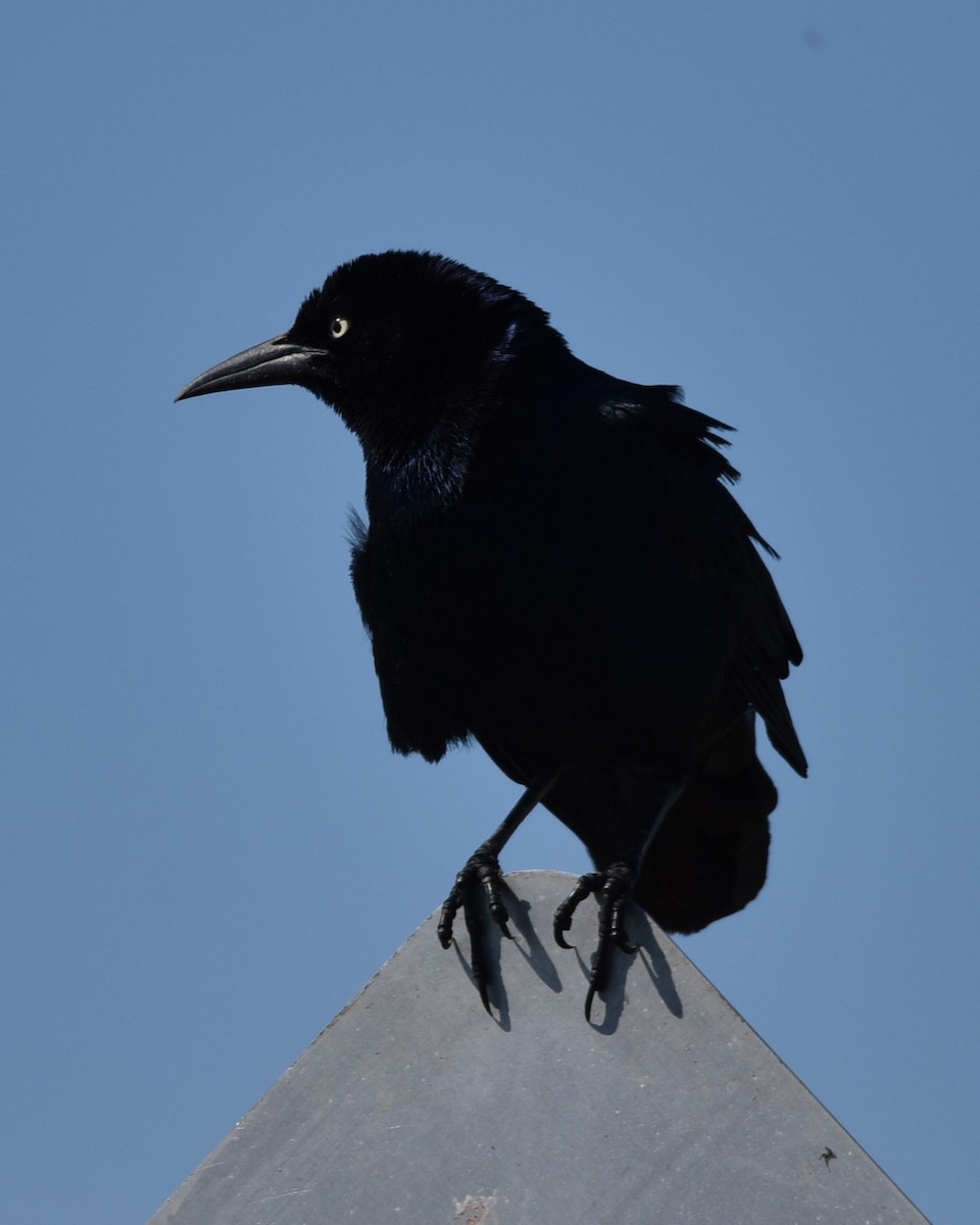 Boat-tailed Grackle - Lynn Kohler