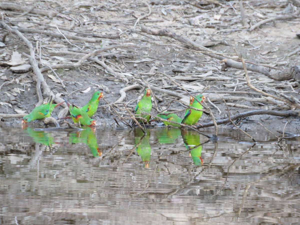 Swift Parrot - John McRae