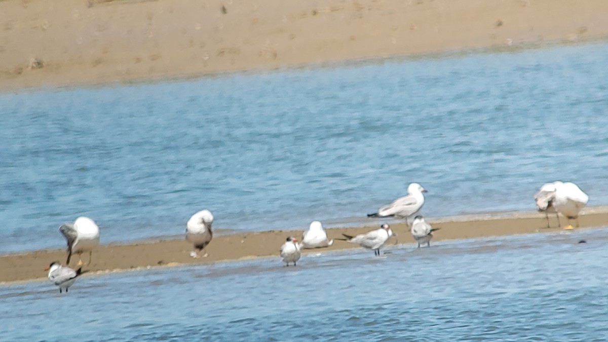 Caspian Tern - A Verdejo