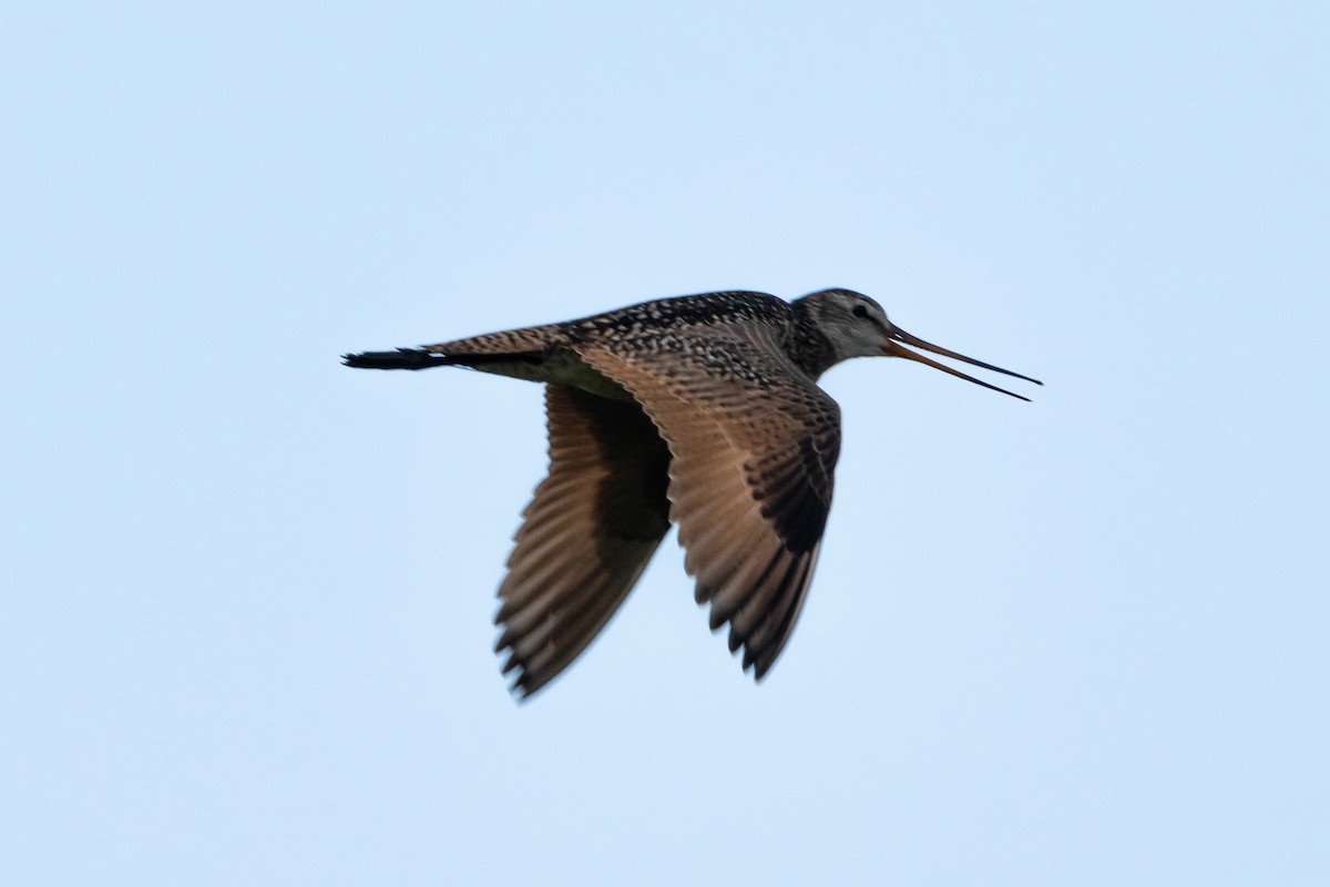 Marbled Godwit - KIRK BELLER