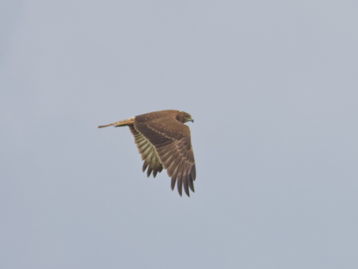 Swamp Harrier - Angus Wilson