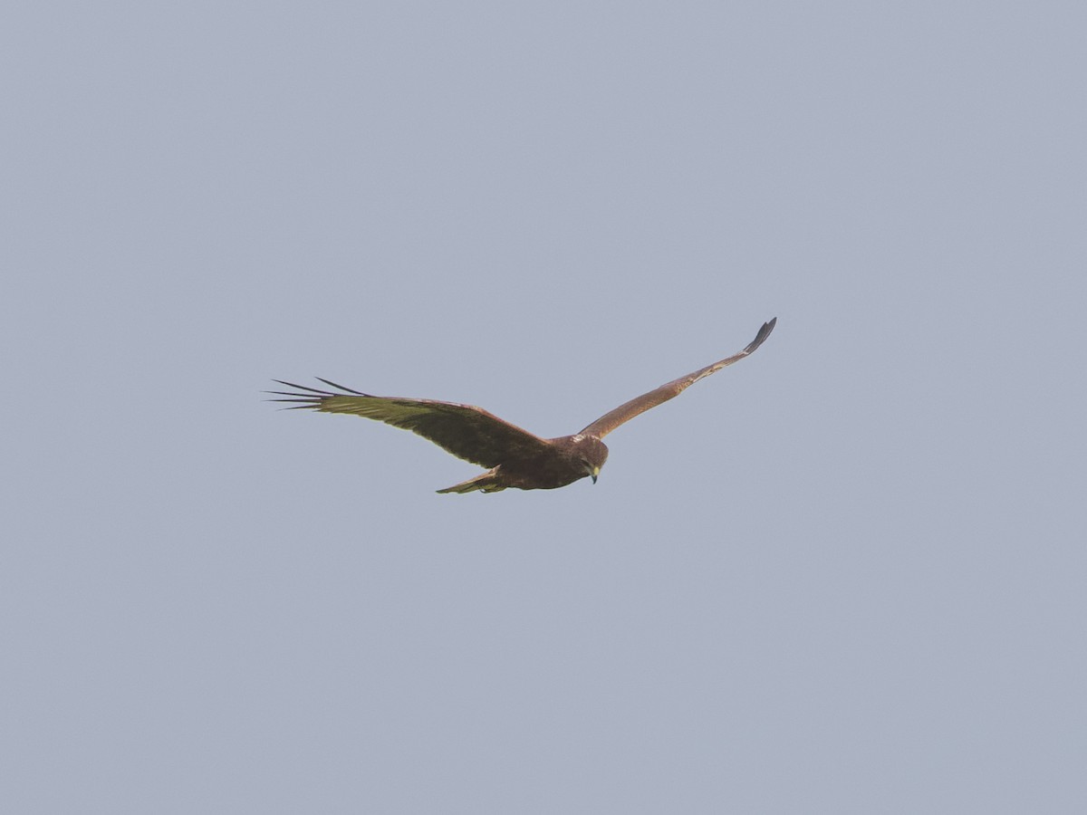 Swamp Harrier - Angus Wilson