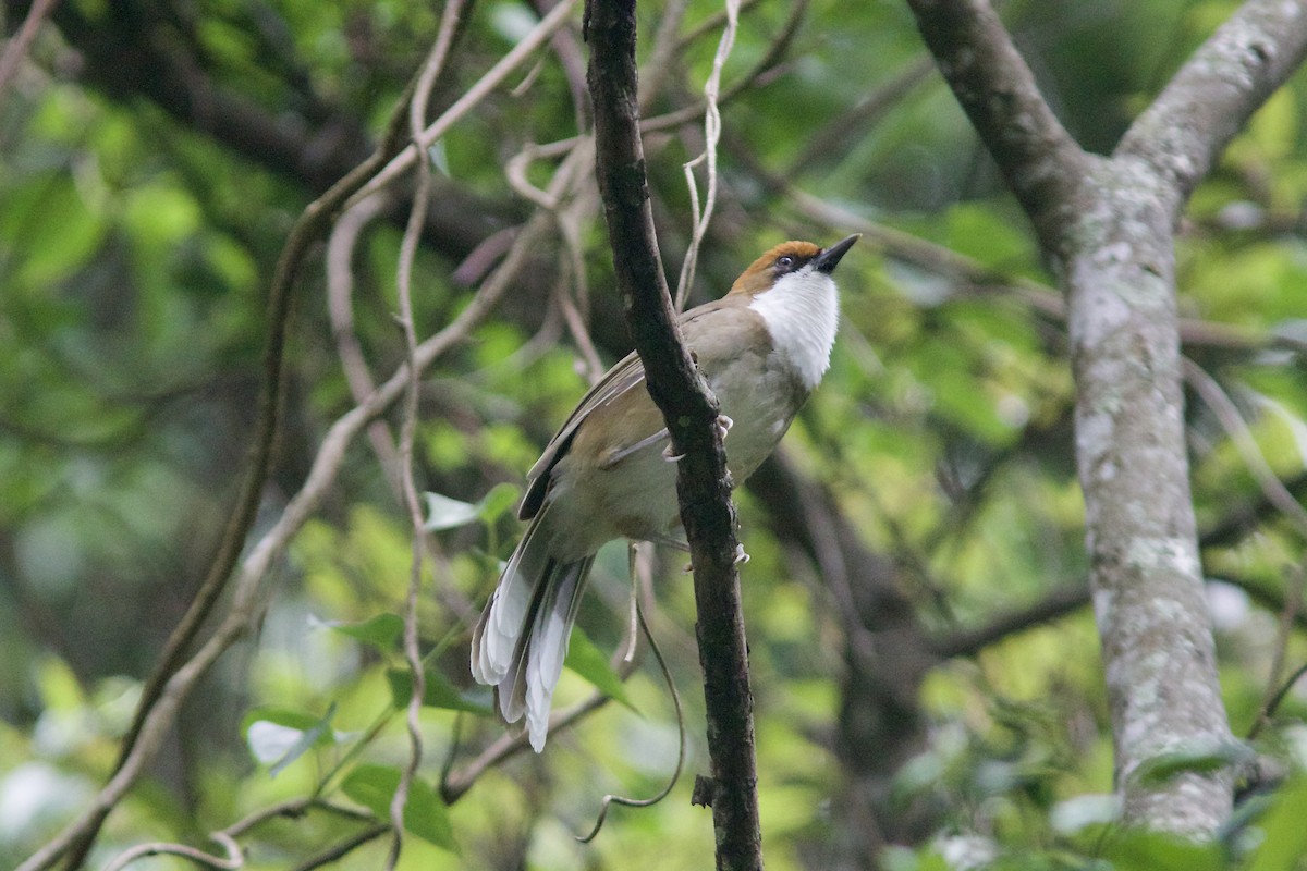 Rufous-crowned Laughingthrush - Alex Lin-Moore