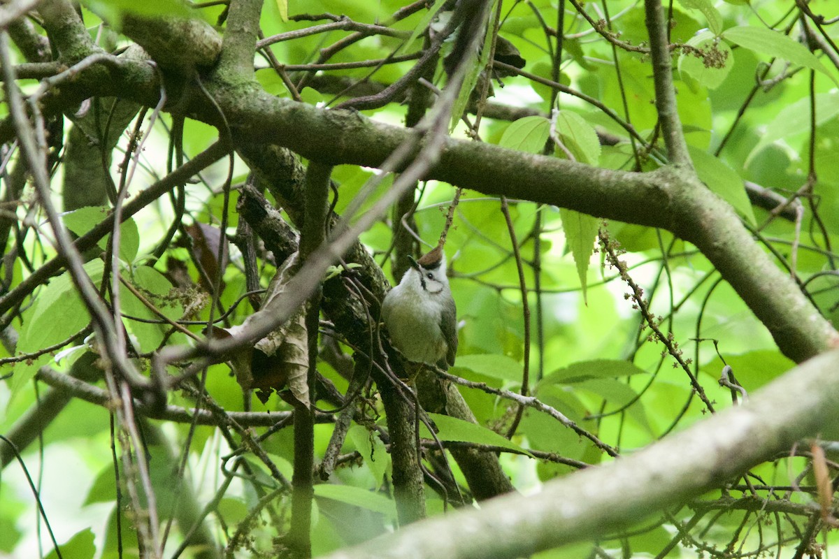 Yuhina de Taïwan - ML619440054