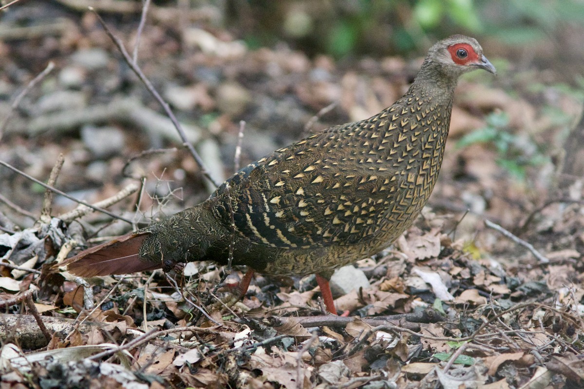 Swinhoe's Pheasant - Alex Lin-Moore