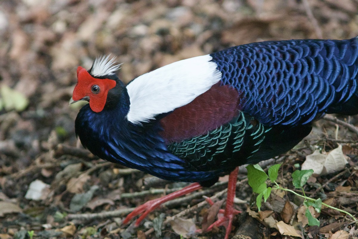 Swinhoe's Pheasant - Alex Lin-Moore