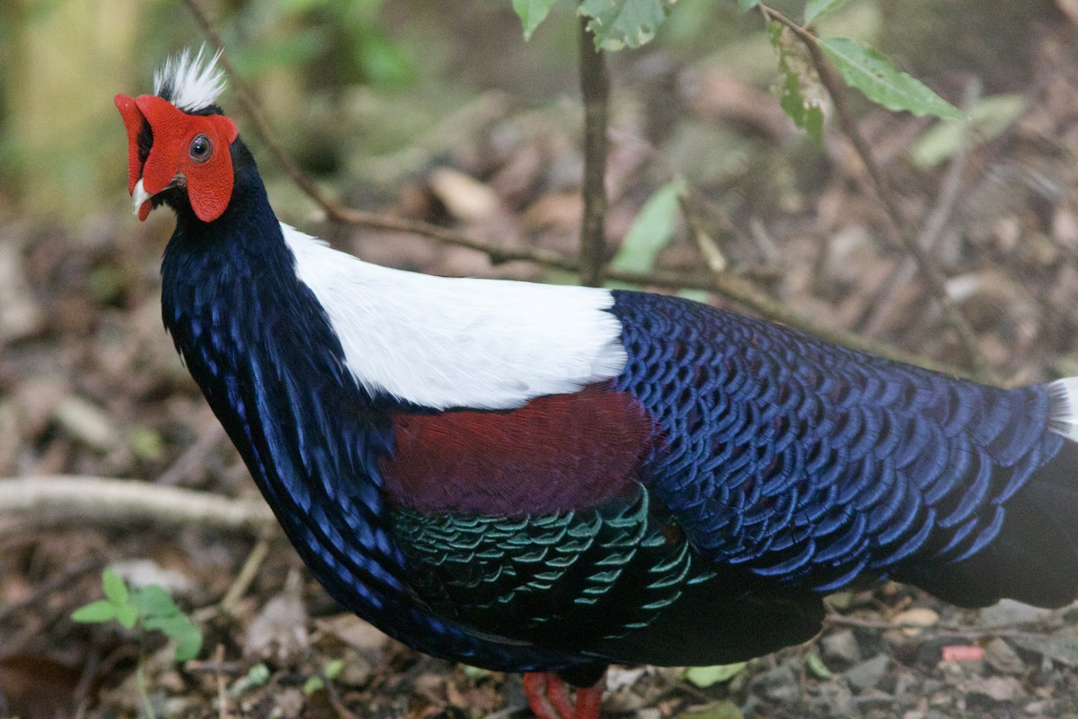 Swinhoe's Pheasant - Alex Lin-Moore