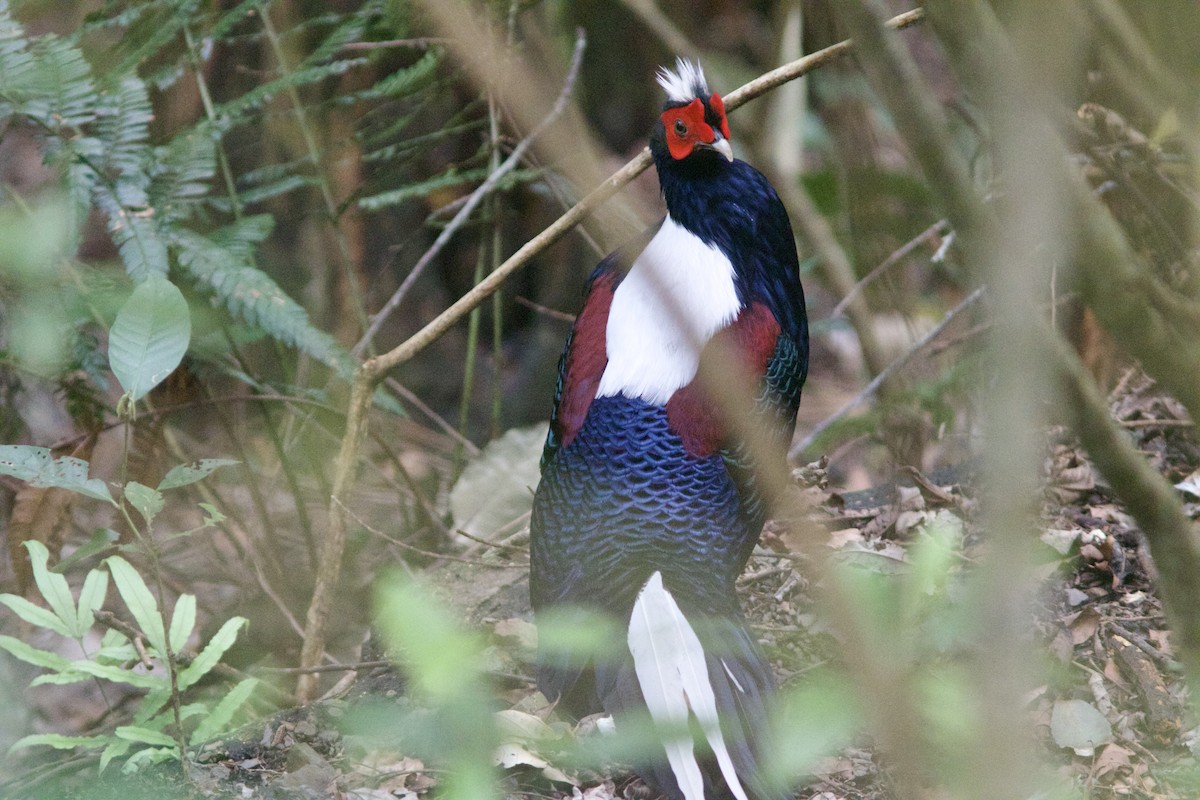 Swinhoe's Pheasant - Alex Lin-Moore