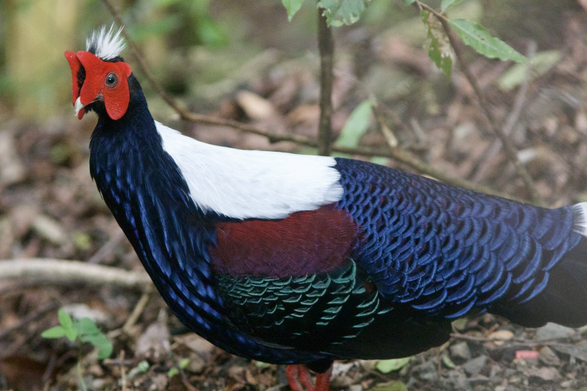 Swinhoe's Pheasant - Alex Lin-Moore