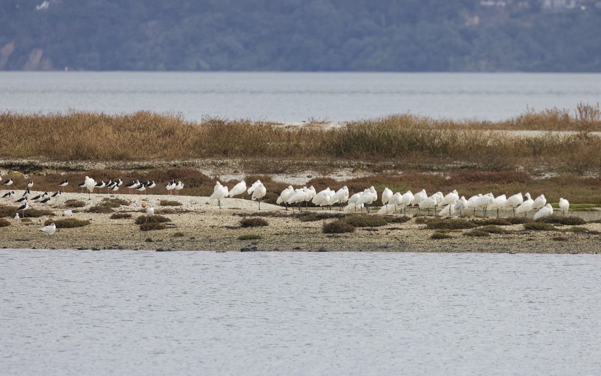 Royal Spoonbill - Angus Wilson