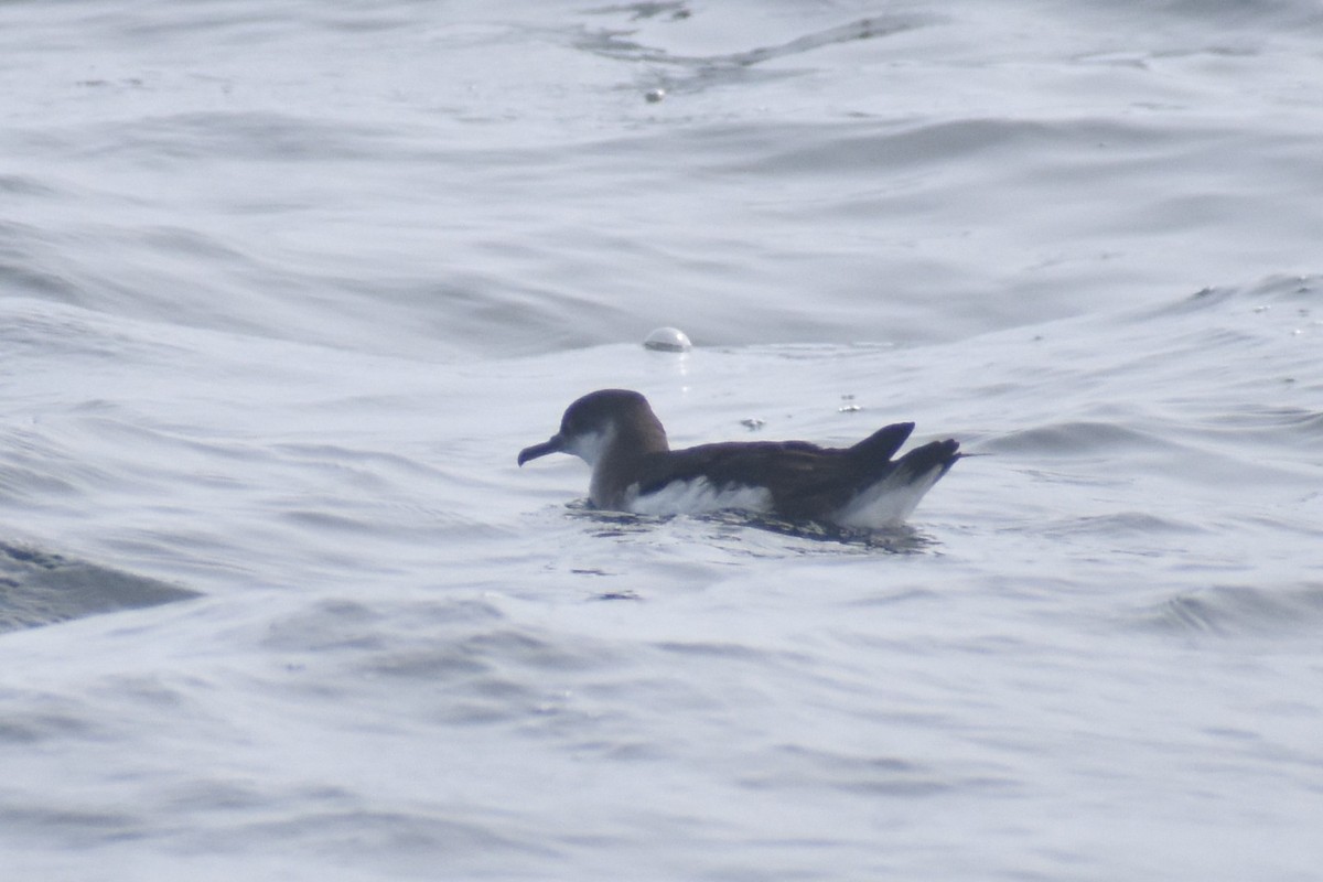 Manx Shearwater - Benjamin Ashin