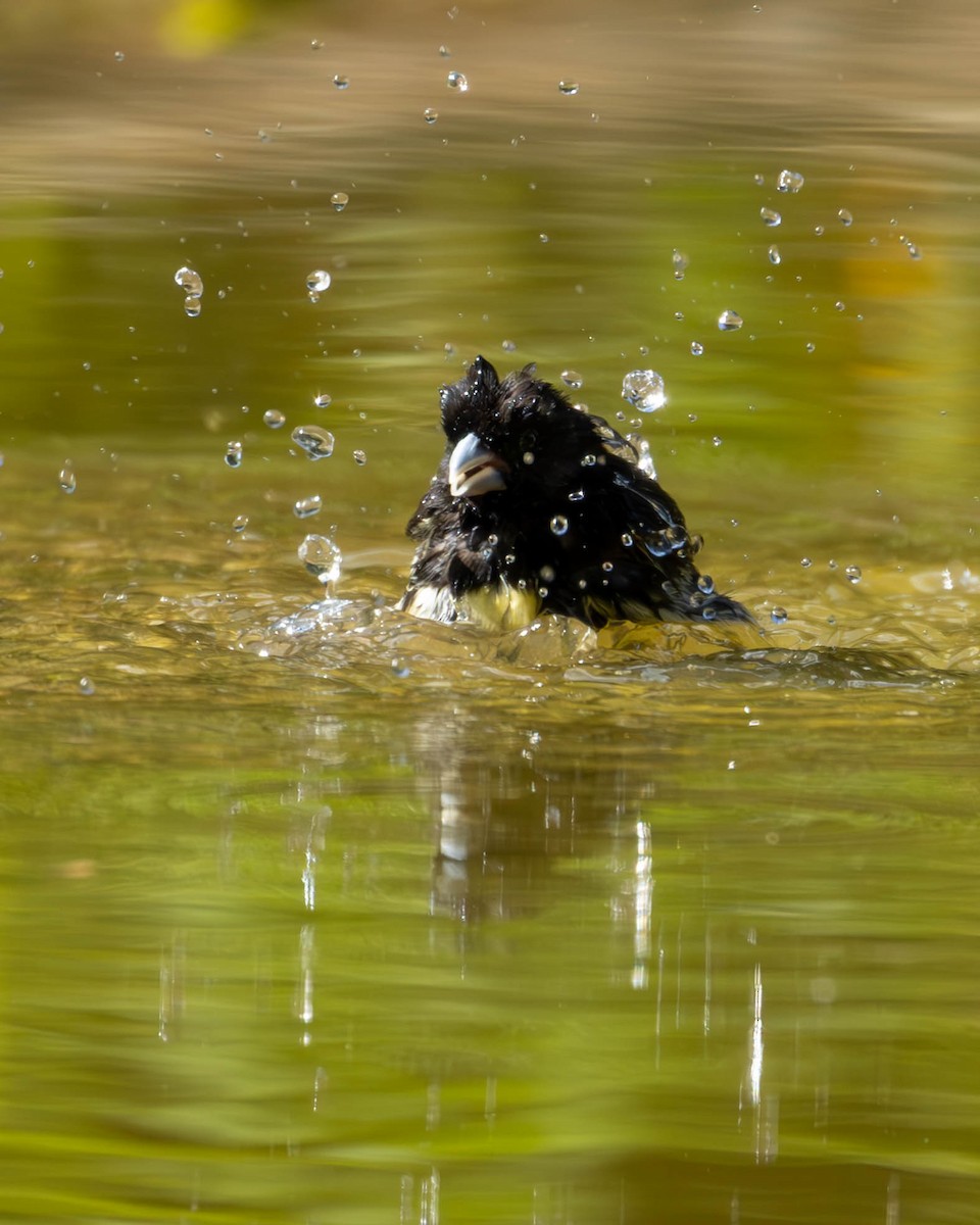 Yellow-bellied Seedeater - Katia Oliveira