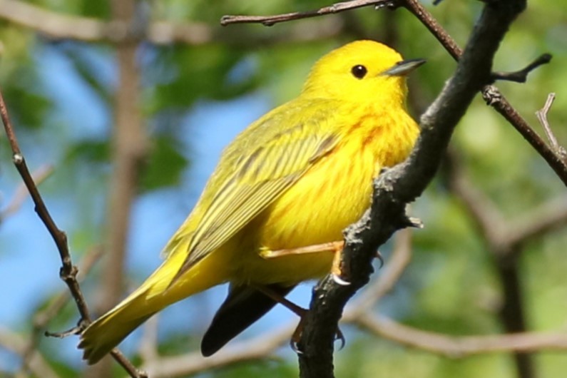 Yellow Warbler - michael vedder