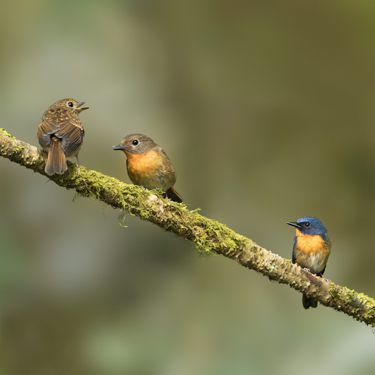 Hill Blue Flycatcher - Ching Chai Liew