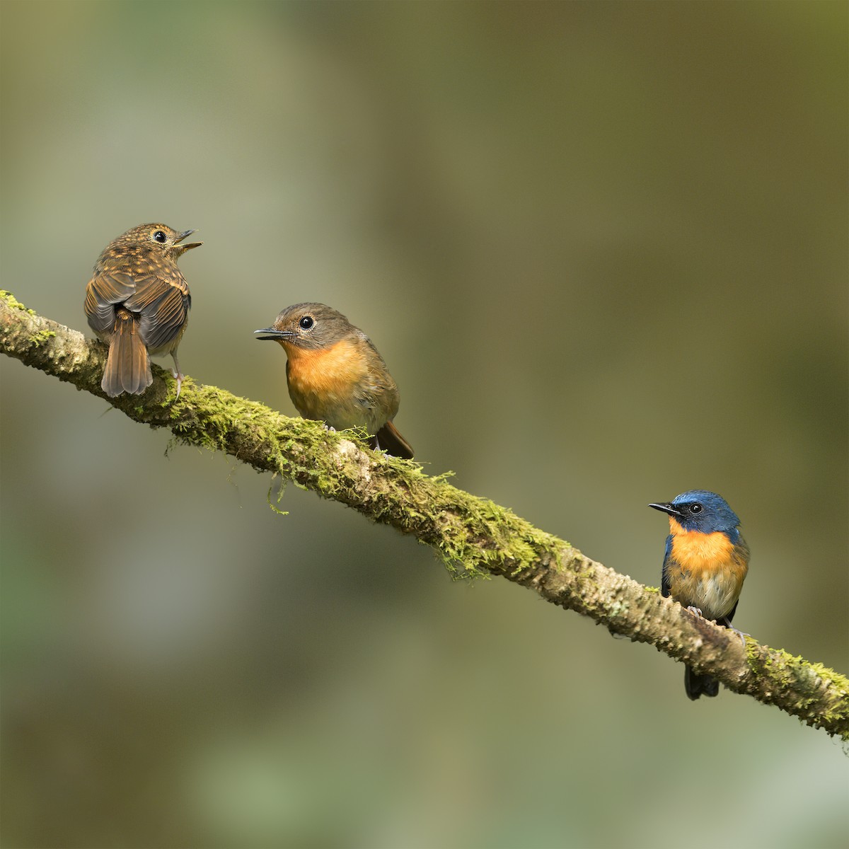 Hill Blue Flycatcher - ML619440096