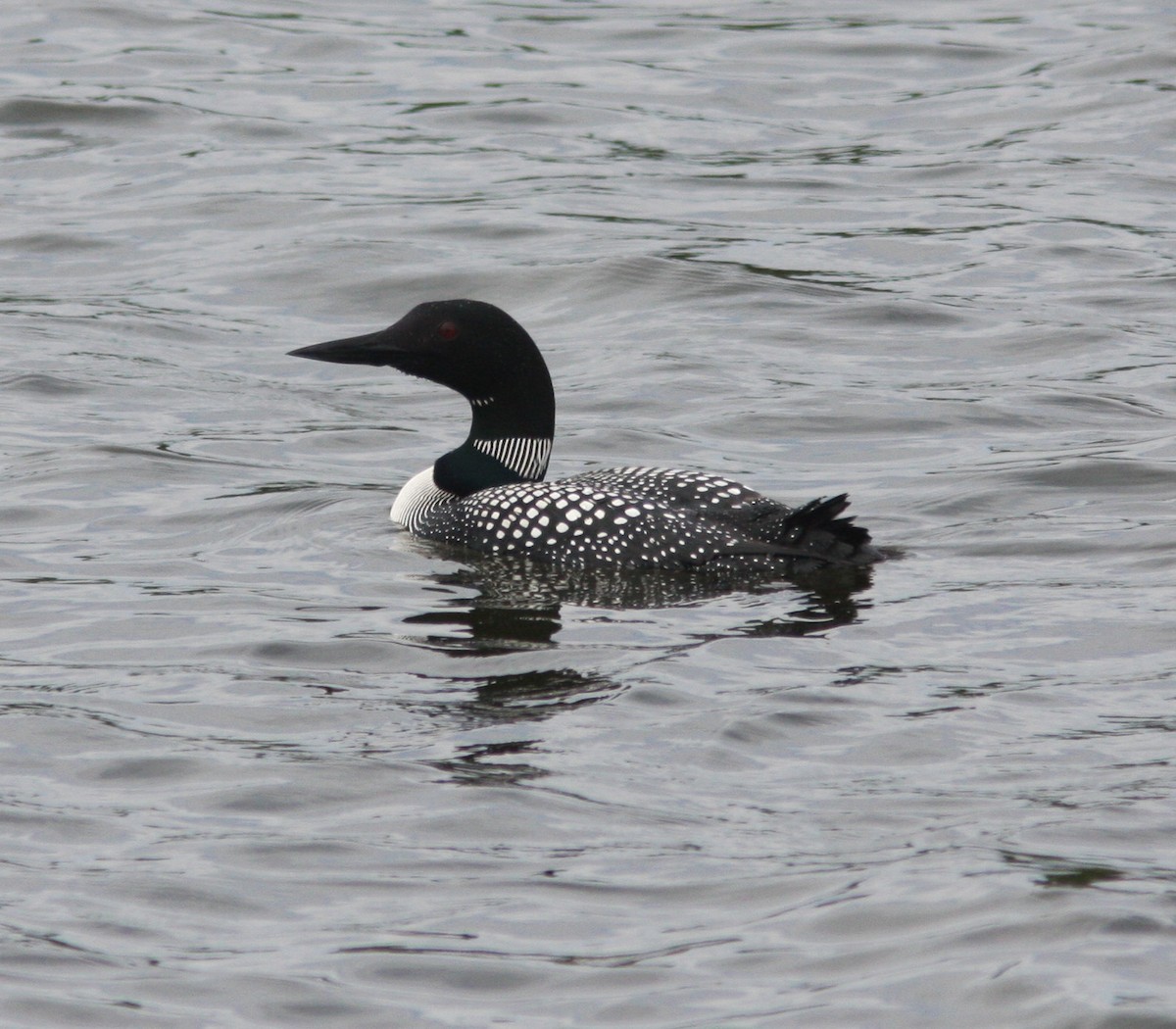 Common Loon - David Vander Pluym