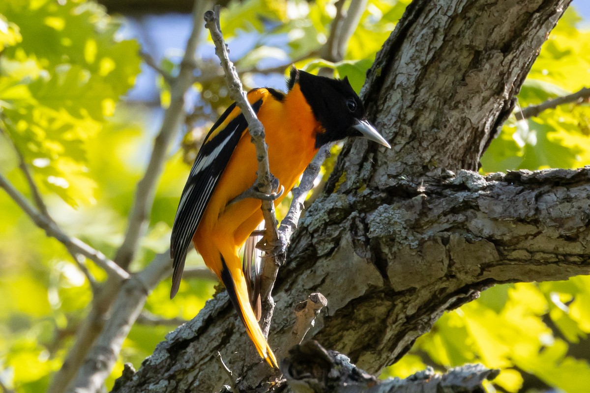 Baltimore Oriole - KIRK BELLER