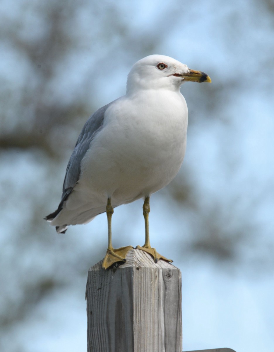 Ring-billed Gull - Daniel DeLapp