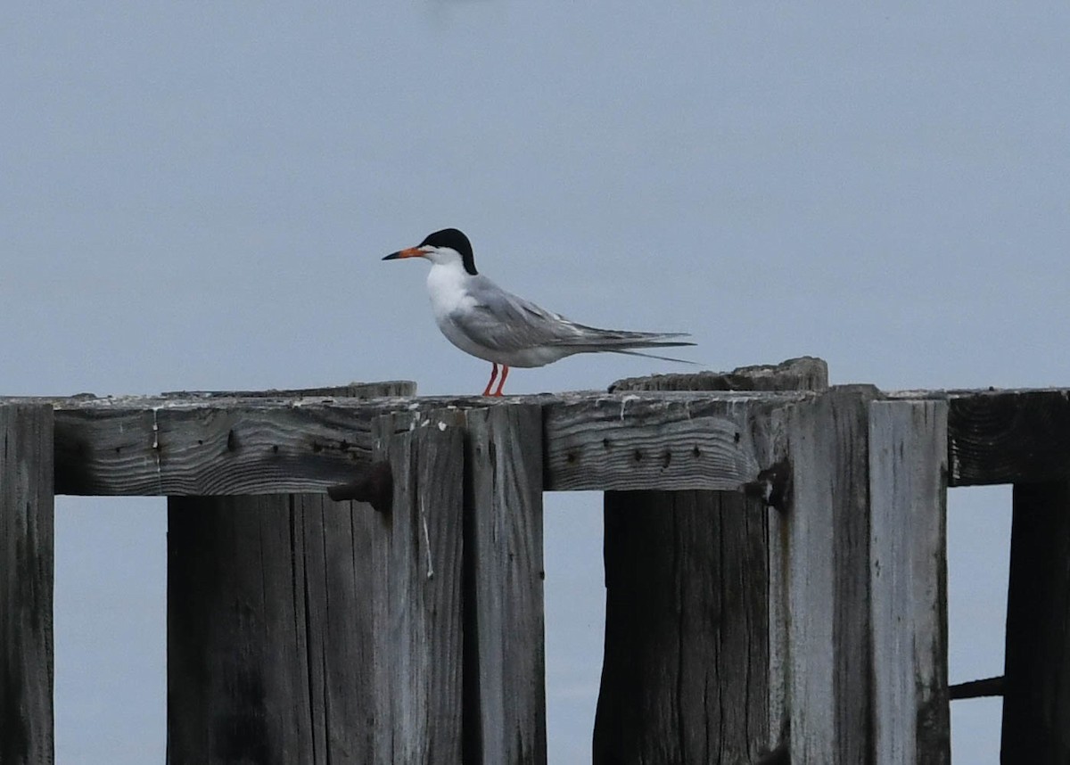 Forster's Tern - Joanne Dial