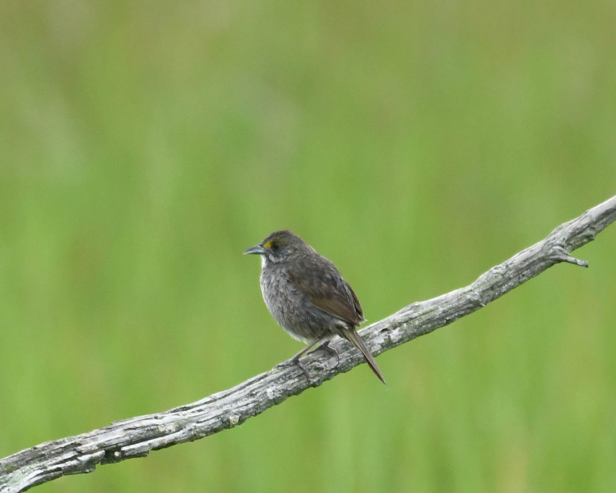 Seaside Sparrow - Joanne Dial