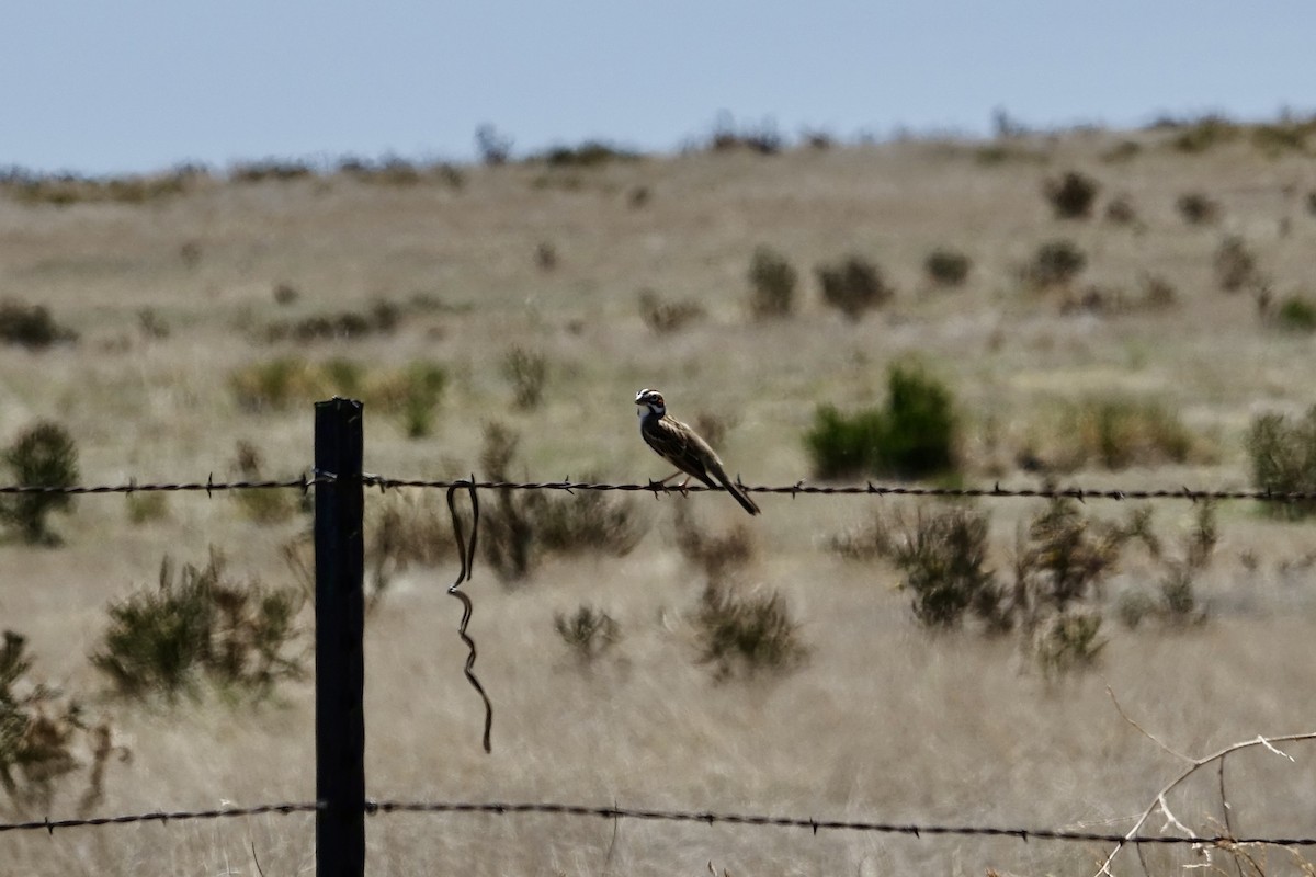 Lark Sparrow - Lorin Wilkerson