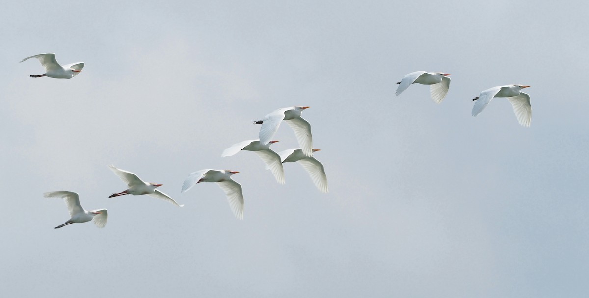 Western Cattle Egret - Asmus Schröter