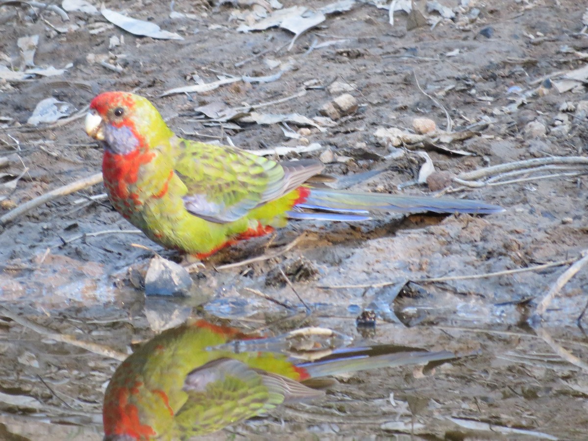 Crimson Rosella (Crimson) - John McRae