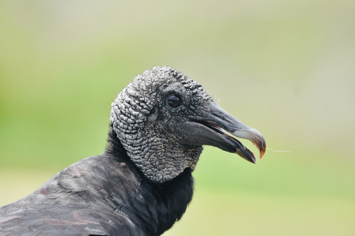 Black Vulture - Anna Zizak