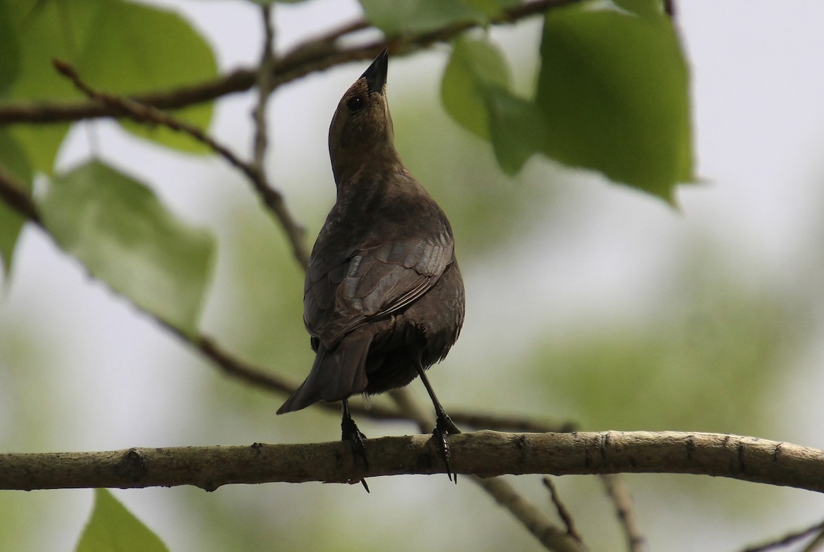 Brown-headed Cowbird - Elaine Cassidy