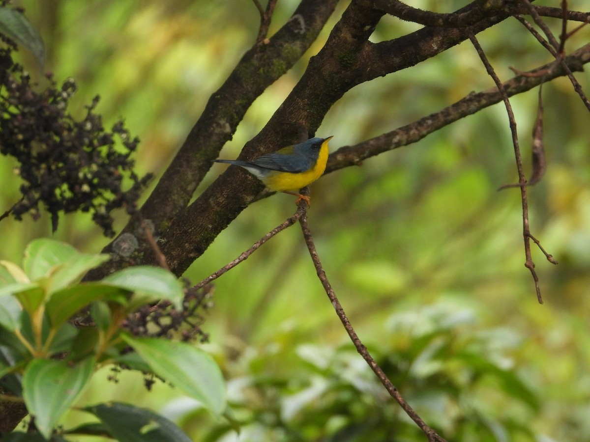 Tropical Parula - Dave Goucher