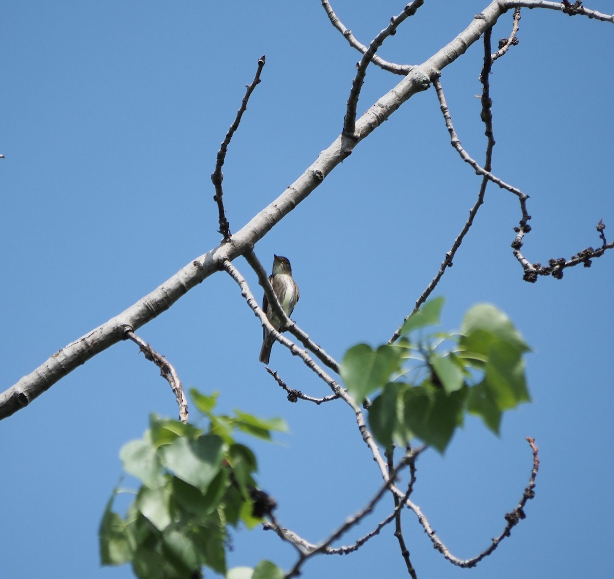 Olive-sided Flycatcher - André Dionne