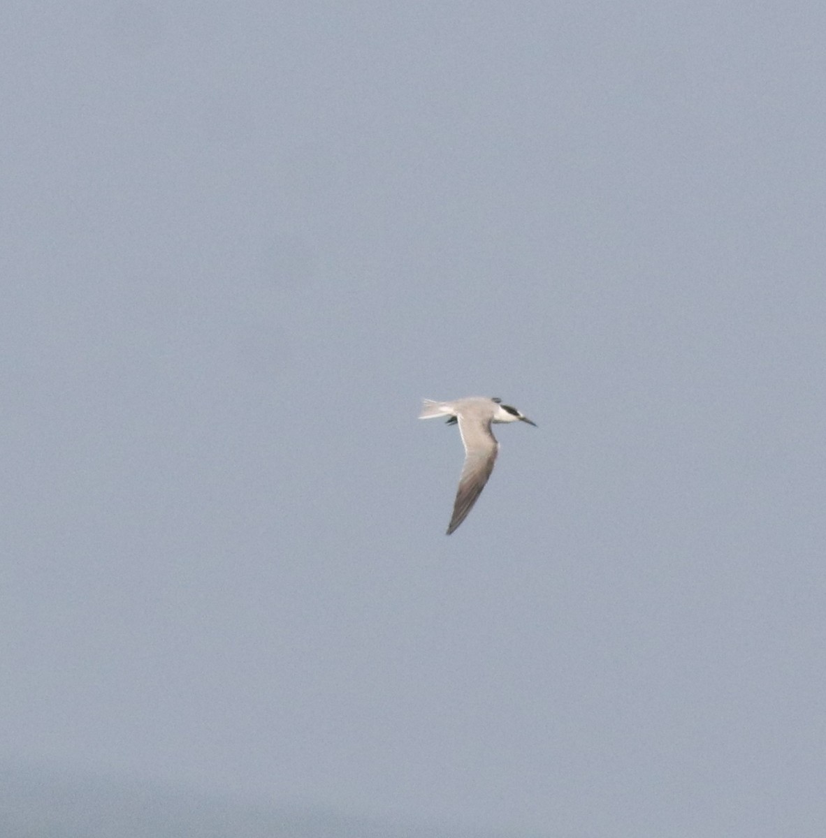 Little Tern - Afsar Nayakkan