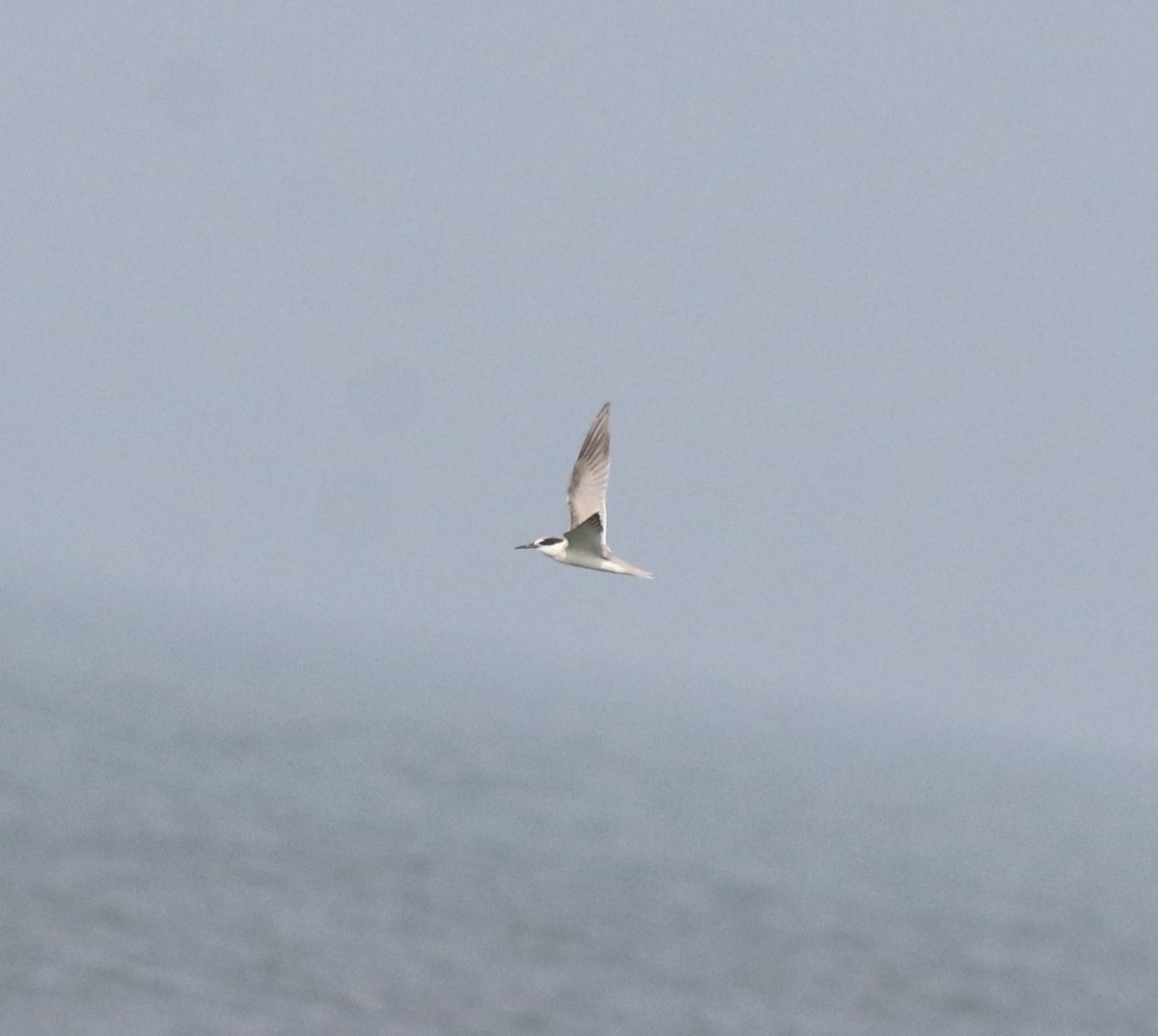 Little Tern - Afsar Nayakkan