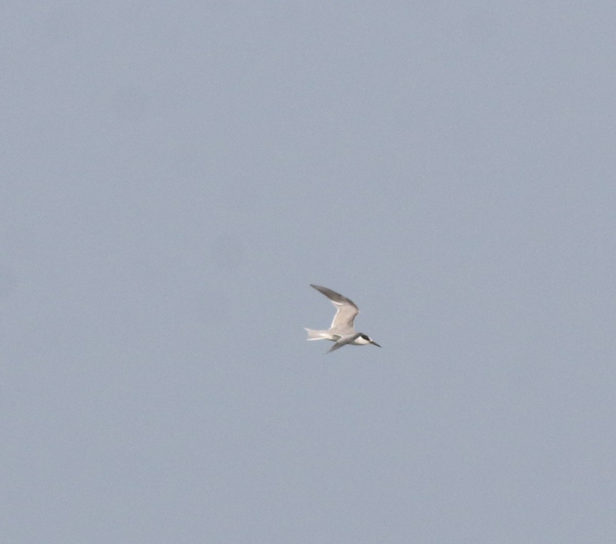 Little Tern - Afsar Nayakkan