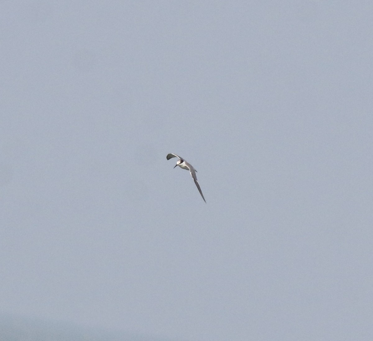 Little Tern - Afsar Nayakkan