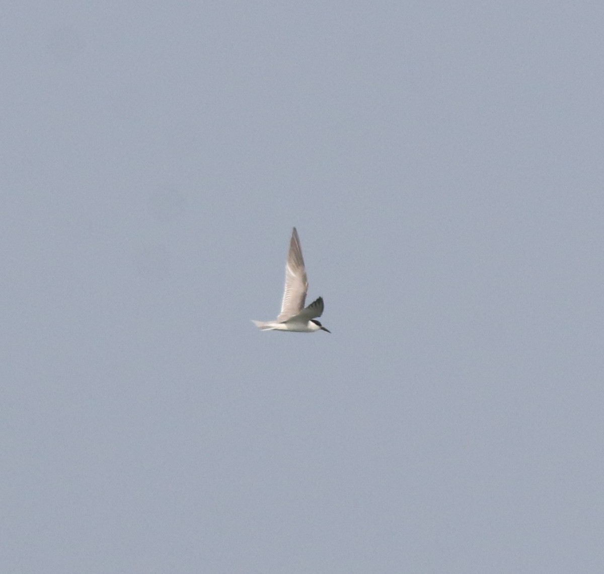 Little Tern - Afsar Nayakkan