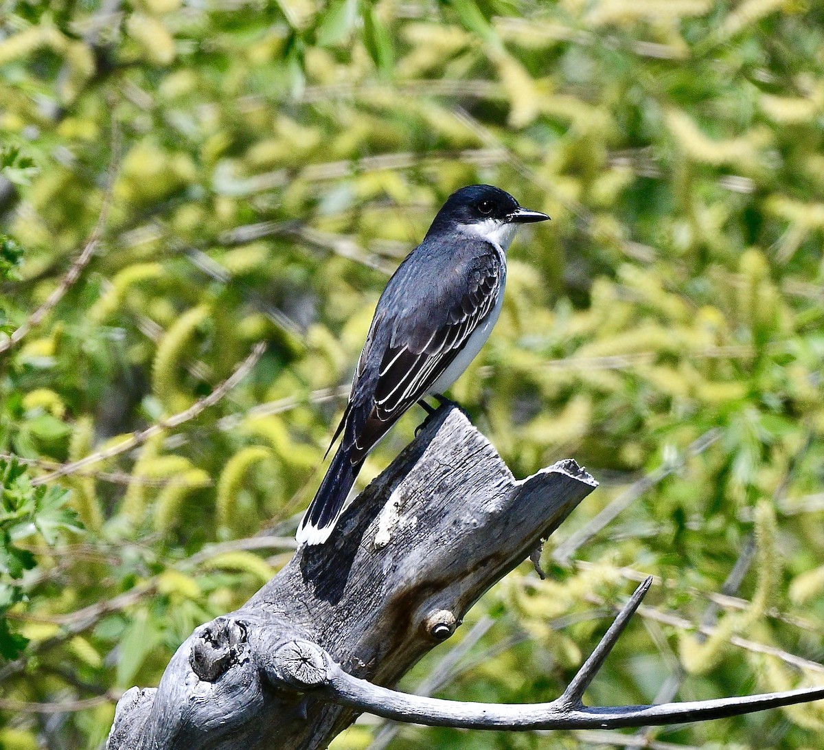 Eastern Kingbird - ML619440164