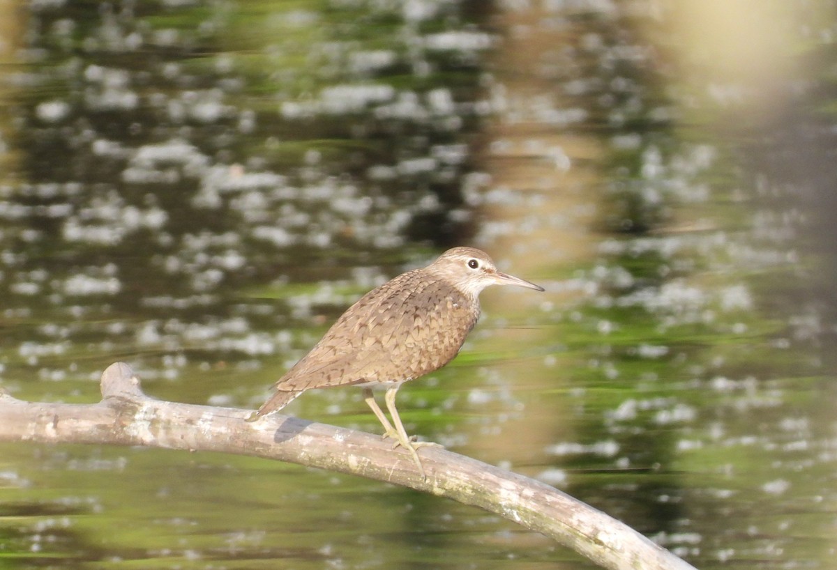 Common Sandpiper - Adam Wilczek