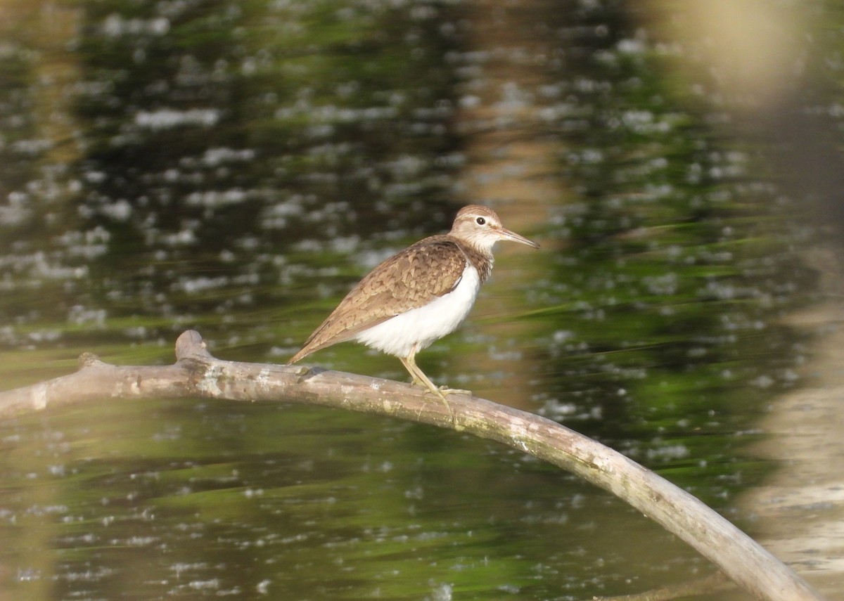 Common Sandpiper - Adam Wilczek