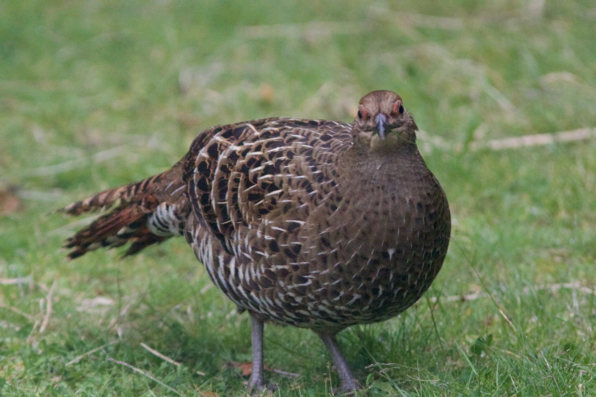 Mikado Pheasant - Alex Lin-Moore