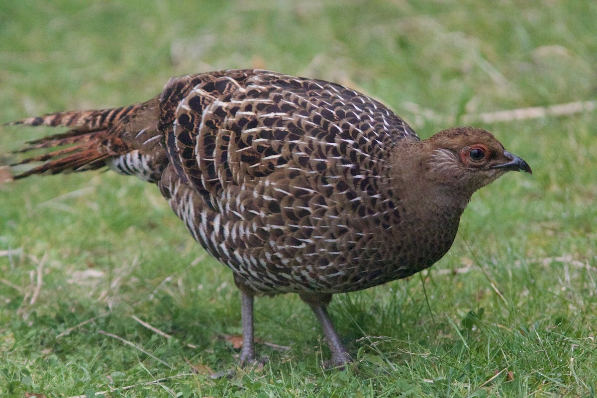 Mikado Pheasant - Alex Lin-Moore