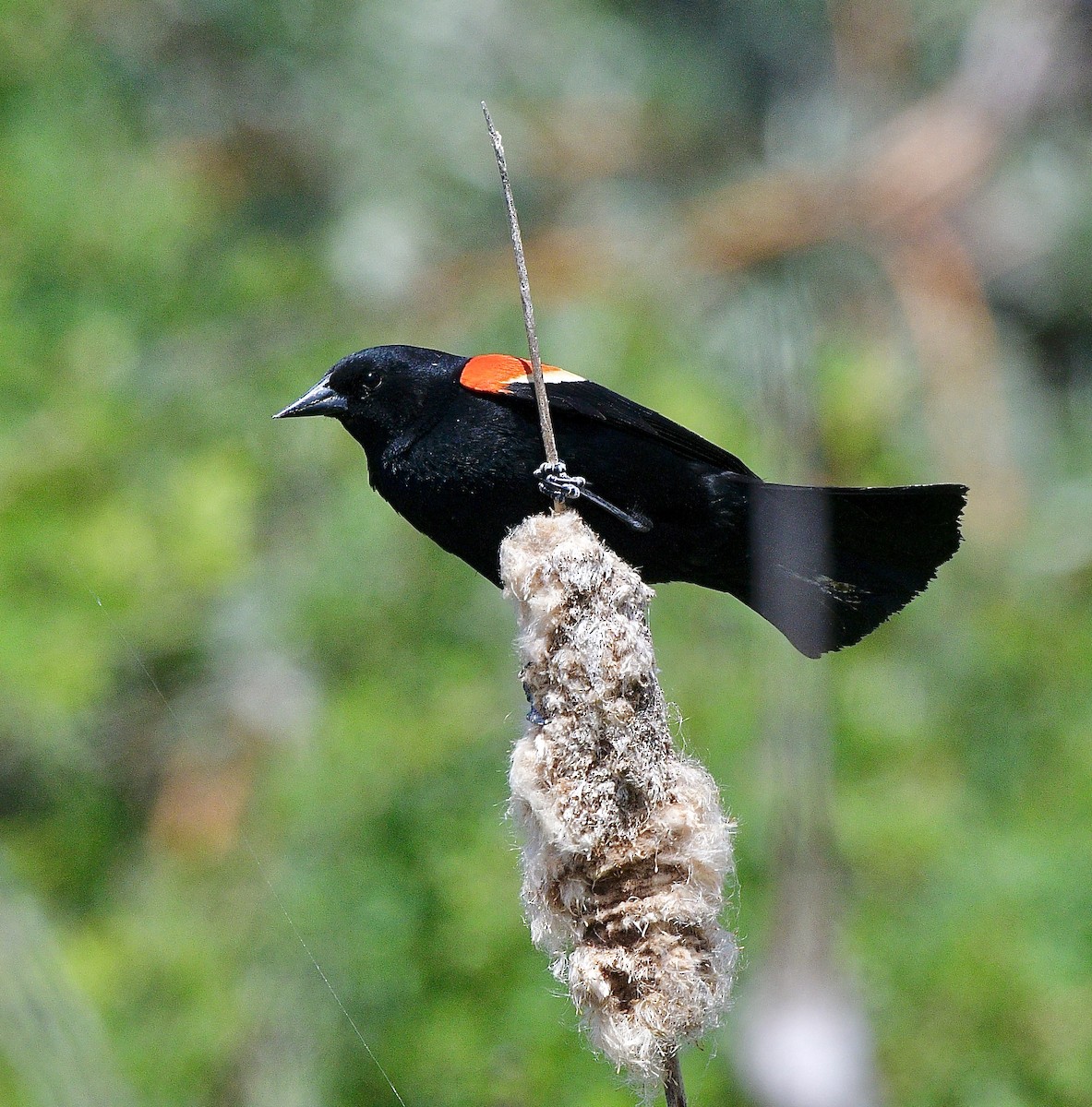 Red-winged Blackbird - Norman Eshoo