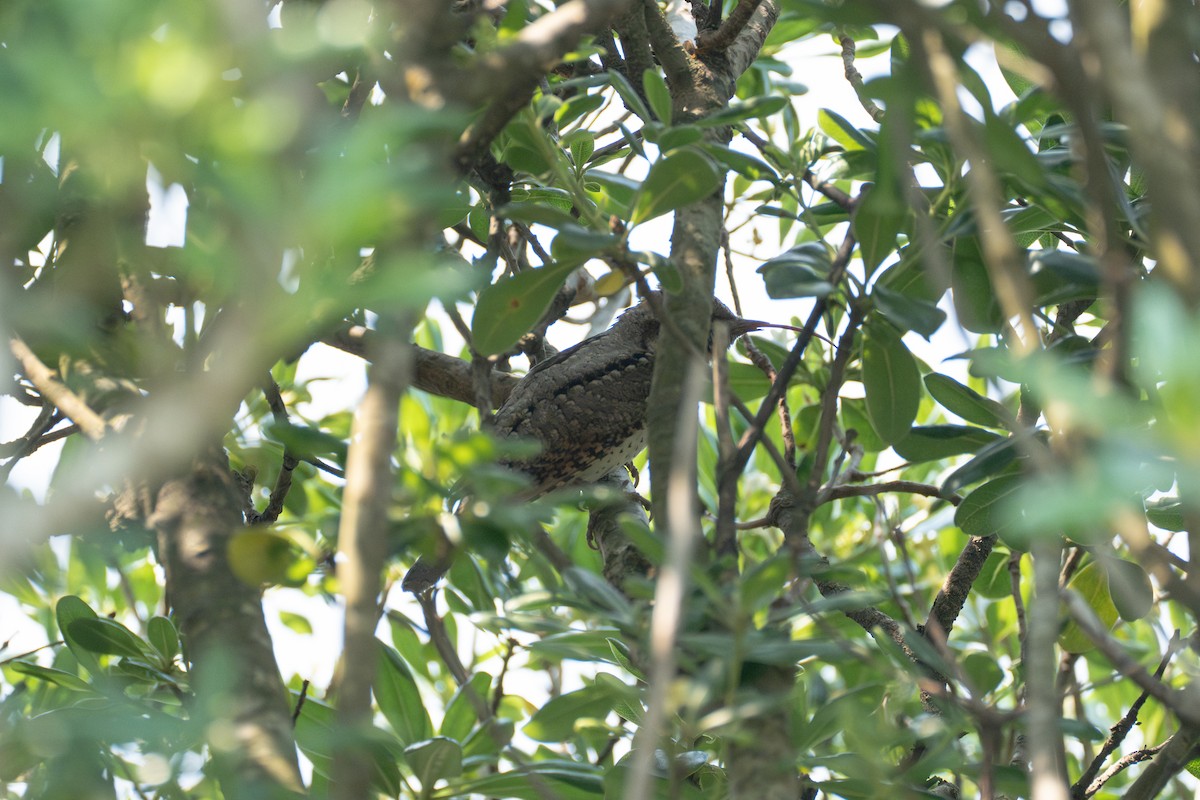 Eurasian Wryneck - Fran Kim