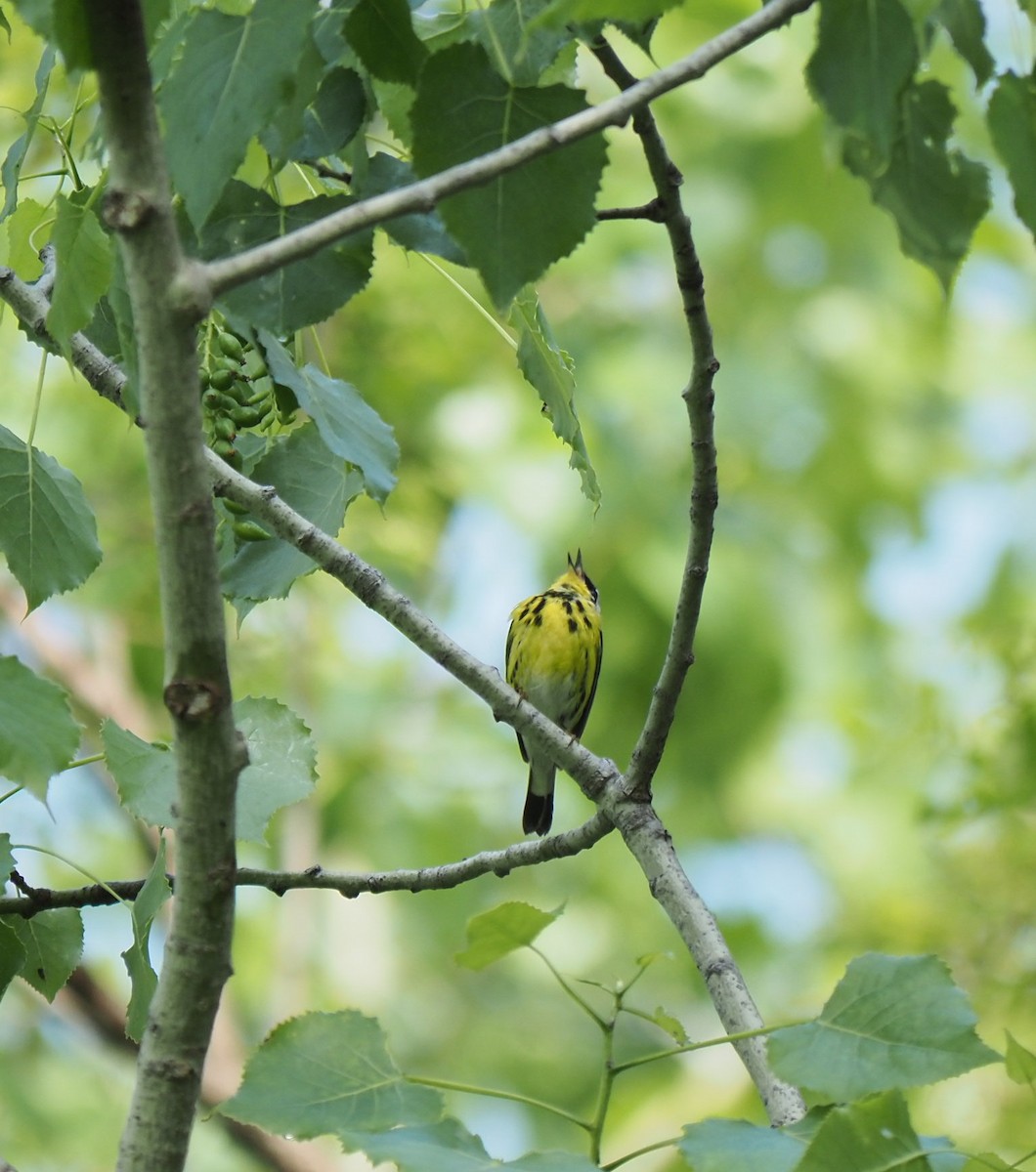 Magnolia Warbler - André Dionne