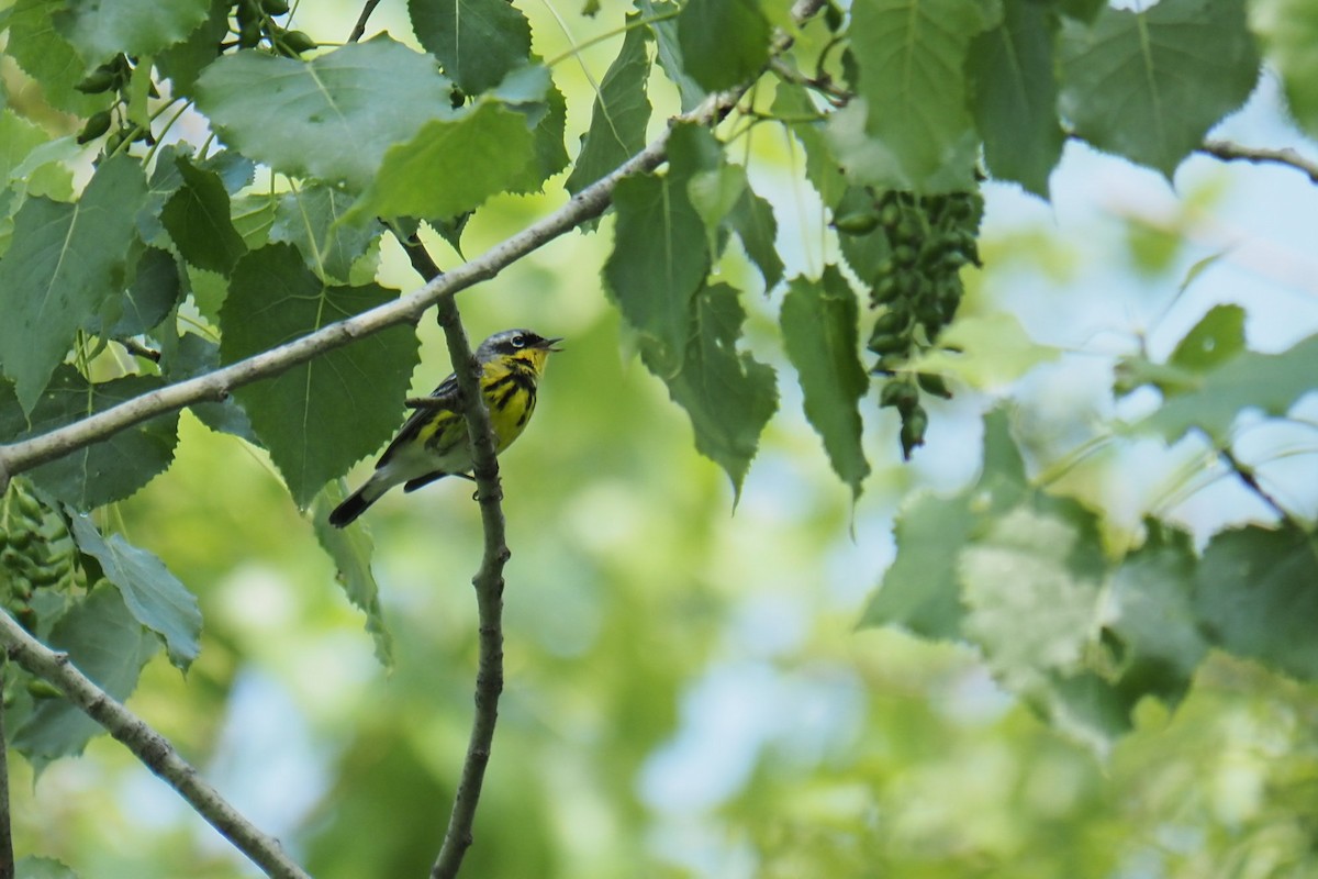 Magnolia Warbler - André Dionne