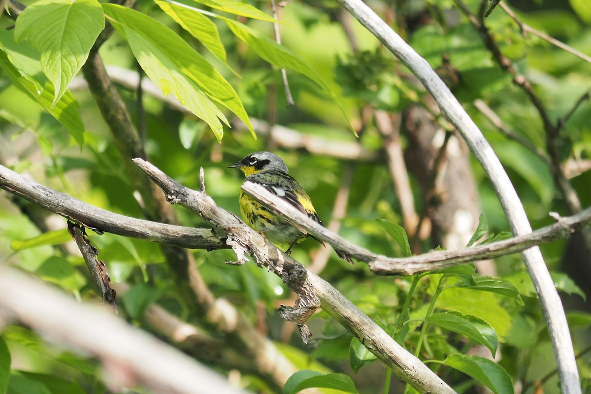 Magnolia Warbler - André Dionne