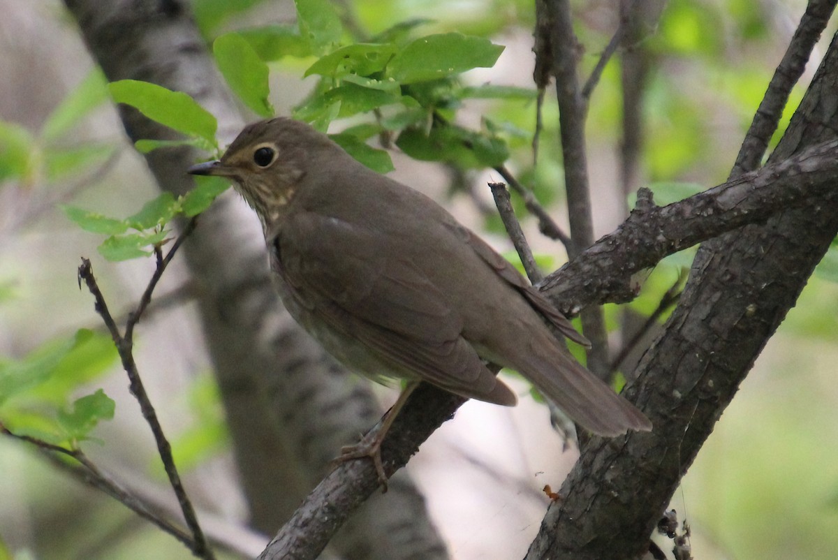 Swainson's Thrush - ML619440192