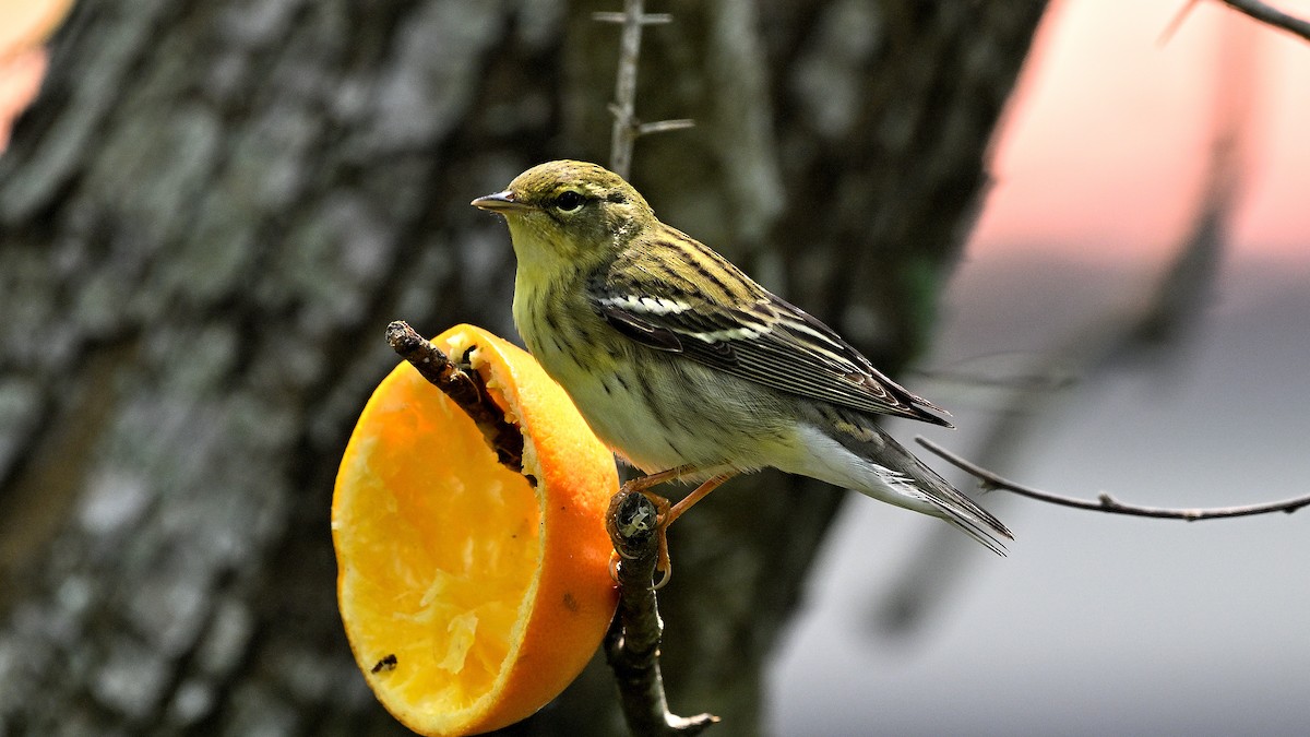 Blackpoll Warbler - Steve Butterworth