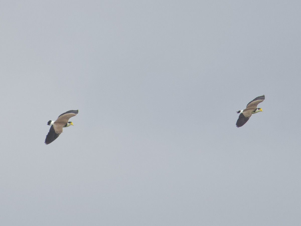 Masked Lapwing - Angus Wilson